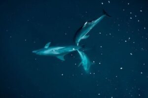 Guided Kayak 2 Hours Activity with Dolphins - The 2-Hour Rhythm: What You’ll Do Step by Step