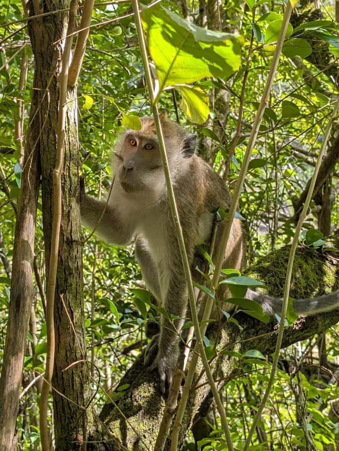 Henrietta: Hiking at the Tamarind Waterfalls - Swim Spots, Fish Spa Ponds, and Optional Jumps