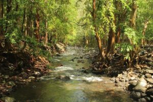 Hiking in the Black River Gorges National Parc - Native Forest - The Mare aux Joncs Gorge climb and the Bats Valley moment