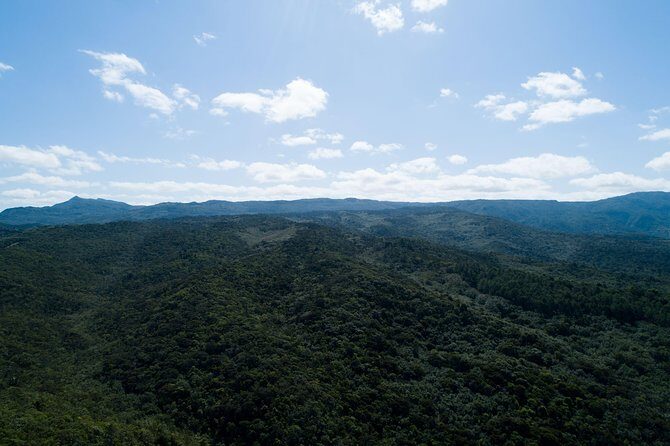Hiking in the Black River Gorges National Parc - Native Forest - Flora and fauna spotting with a patient guide