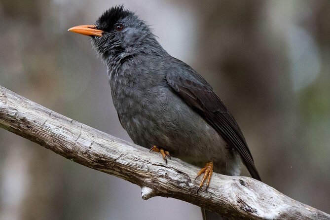 Hiking in the Black River Gorges National Parc - Native Forest - Price and value: $61.65 for a focused, guided rainforest day