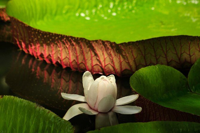 Historical Guided Day Tour : City - Sugar World - Botanical Garden - Who This Tour Suits Best