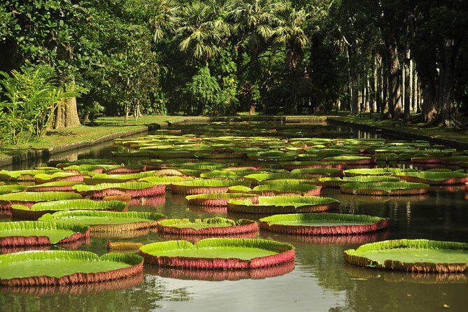 Historical Private Guided Tour, City-SugarWorld-Botanical Garden - Min.2 persons - Grand Baie to Port Louis in one private, guided sweep