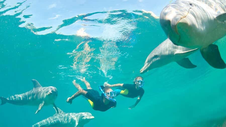 Île aux Bénitiers: Snorkeling w/Dolphins Boat Tour & Lunch - Dolphins first: how the morning really works (and why it matters)