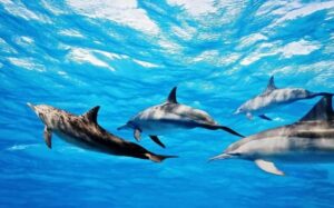 Île aux Bénitiers: Snorkeling w/Dolphins Boat Tour & Lunch - Swimming with dolphins: the rules, the reality, and the vibe