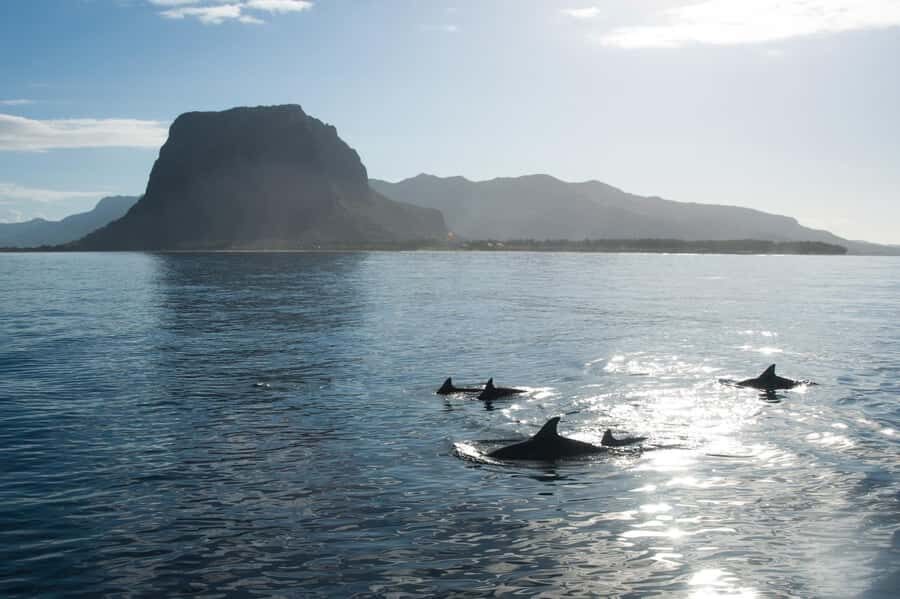 Île aux Bénitiers: Snorkeling w/Dolphins Boat Tour & Lunch - Crystal Rock snorkeling near Le Morne: the “wow, finally underwater” stop