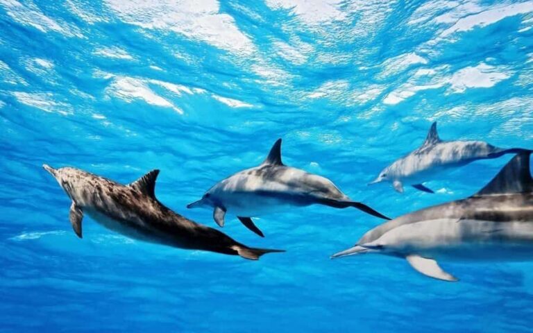 Île aux Bénitiers: Snorkeling w/Dolphins Boat Tour & Lunch - Swimming with dolphins: the rules, the reality, and the vibe