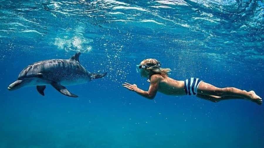 Île aux Bénitiers Snorkeling with Dolphins + Seafood Lunch - Dolphin Swim in the South-West Lagoon: What You’ll Actually Do