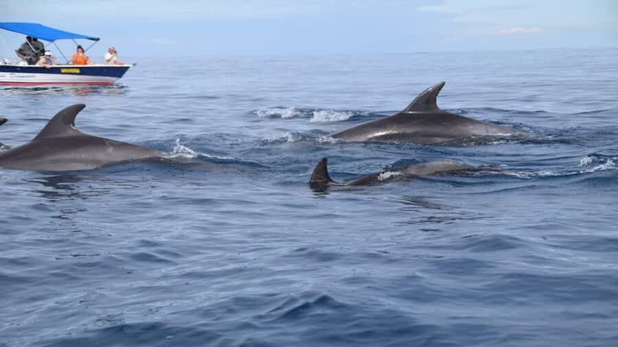 Île aux Bénitiers Snorkeling with Dolphins + Seafood Lunch - Benitier Islet BBQ Lunch and Beach Time: The Real Break