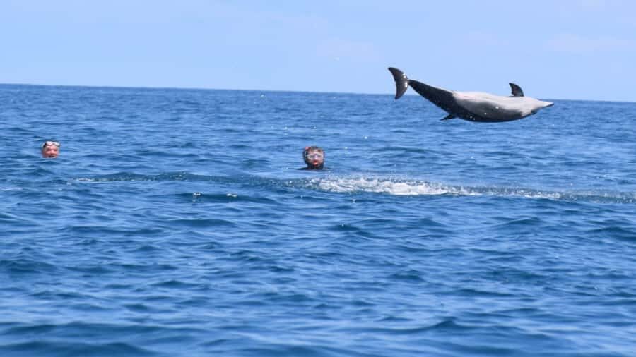 Île aux Bénitiers Snorkeling with Dolphins + Seafood Lunch - Timing Reality Check: 07:30 to 16:00 (and When It Ends Earlier)
