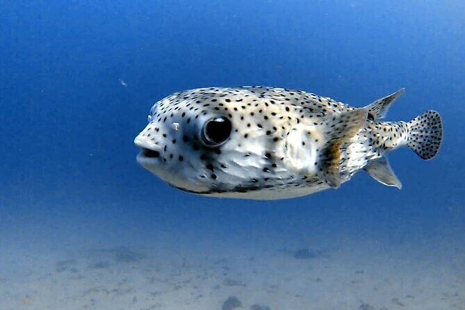 Join us for your first bubbles - The Main Underwater Session (30–50 Minutes): What You’ll Actually Do