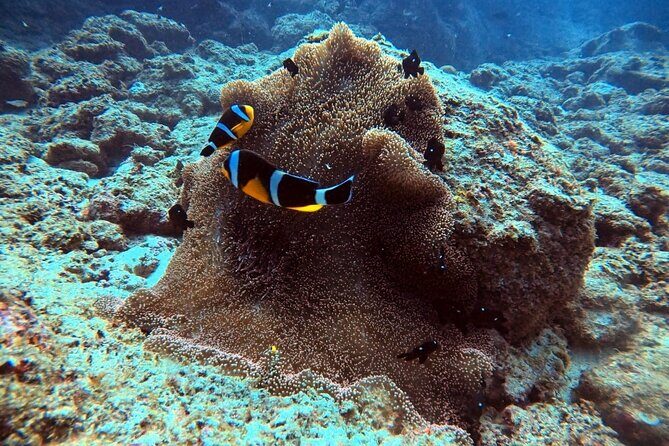 Join us for your first bubbles - Timing and Meeting Point in Tamarin Bay