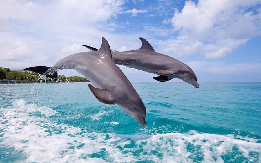 La Preneuse: Dolphin Swimming and Snorkeling Speedboat Trip - The speedboat day: what happens once you’re on the water