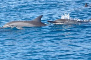 La Preneuse: Dolphin Swimming and Snorkeling Speedboat Trip - Dolphin swimming that feels hands-on, not like a drive-by