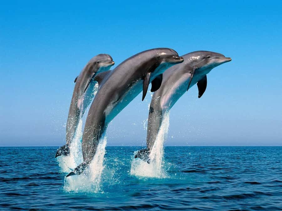 La Preneuse: Dolphin Swimming and Snorkeling Speedboat Trip - Guides and group dynamics: the small details that change the day