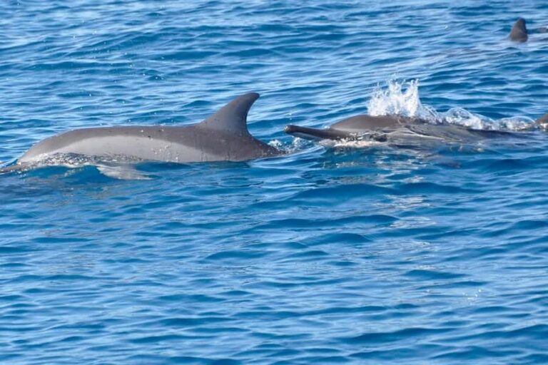 La Preneuse: Dolphin Swimming and Snorkeling Speedboat Trip - Dolphin swimming that feels hands-on, not like a drive-by