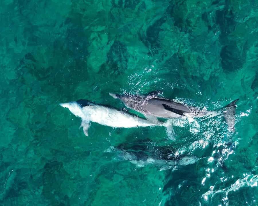 La Preneuse: Dolphin Watching and Snorkeling Speedboat Tour - Key things I’d plan around before you go