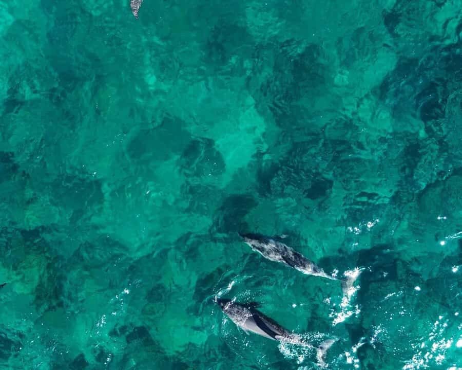La Preneuse: Dolphin Watching and Snorkeling Speedboat Tour - Meeting at La Tour Martello and getting out fast