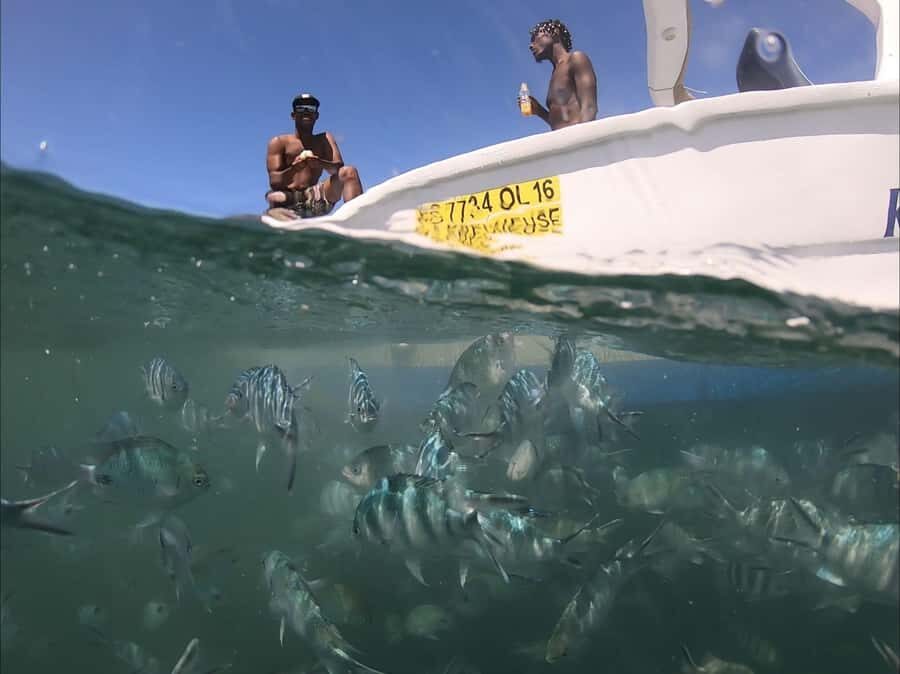 La Preneuse: Dolphin Watching and Snorkeling Speedboat Tour - The lagoon snorkeling stop: what you might spot
