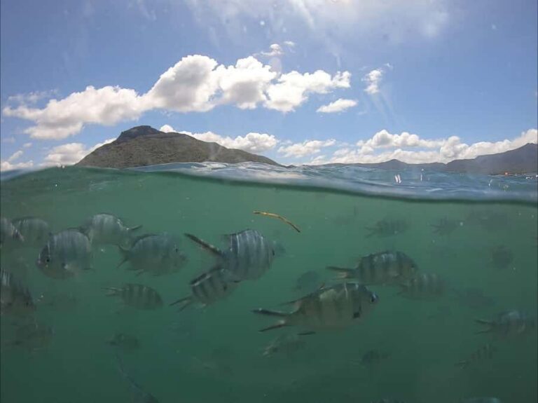 La Preneuse: Dolphin Watching and Snorkeling Speedboat Tour - How dolphin spotting really works with wild animals