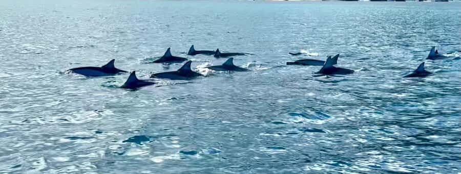 La Preneuse: Dolphin Watching and Snorkeling Speedboat Tour - Who should book this, and who should skip it