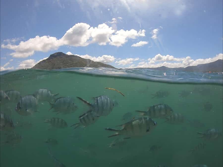 La Preneuse: Dolphin Watching and Snorkeling Speedboat Tour - How dolphin spotting really works with wild animals