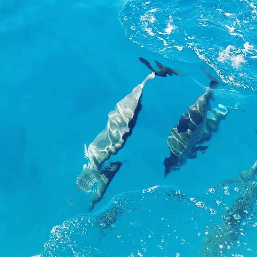 LE MORNE DOLPHINS SUNRISE TRIP - Key highlights worth knowing