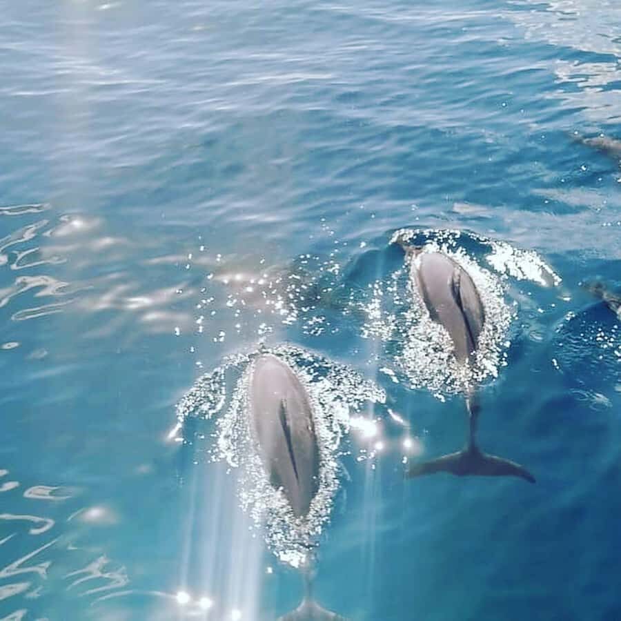 LE MORNE DOLPHINS SUNRISE TRIP - Meeting at Le Havannah Boat: A sunrise plan that works