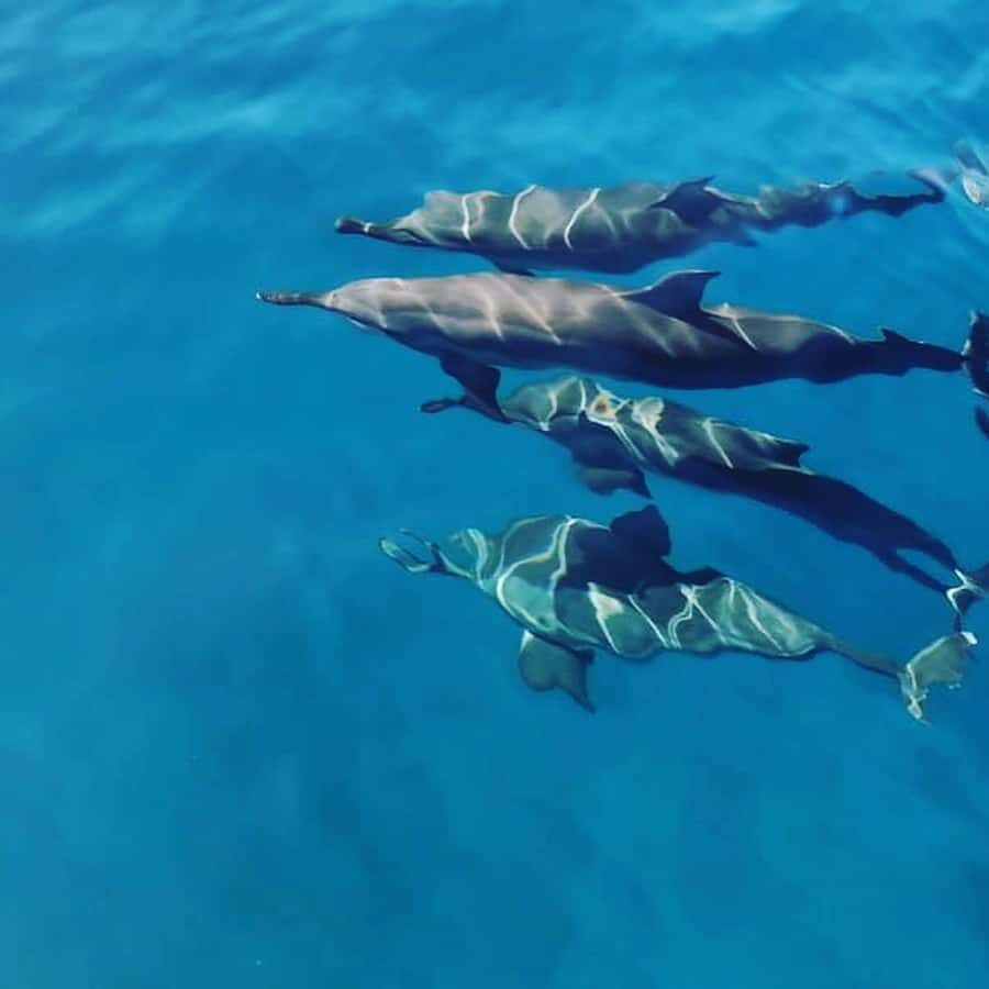 LE MORNE DOLPHINS SUNRISE TRIP - Breakfast onboard: great when it matches the plan