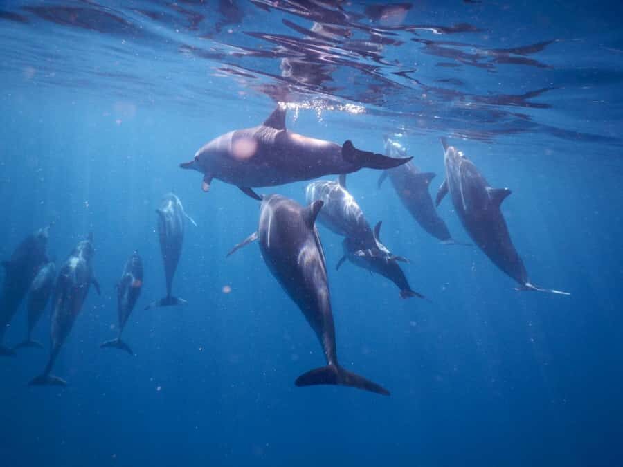 LE MORNE DOLPHINS SUNRISE TRIP - Crystal Rock and the marine life-viewing rhythm