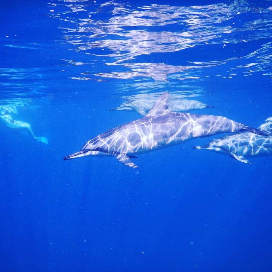 LE MORNE DOLPHINS SUNRISE TRIP - Snorkeling in the lagoon: what you should bring and expect