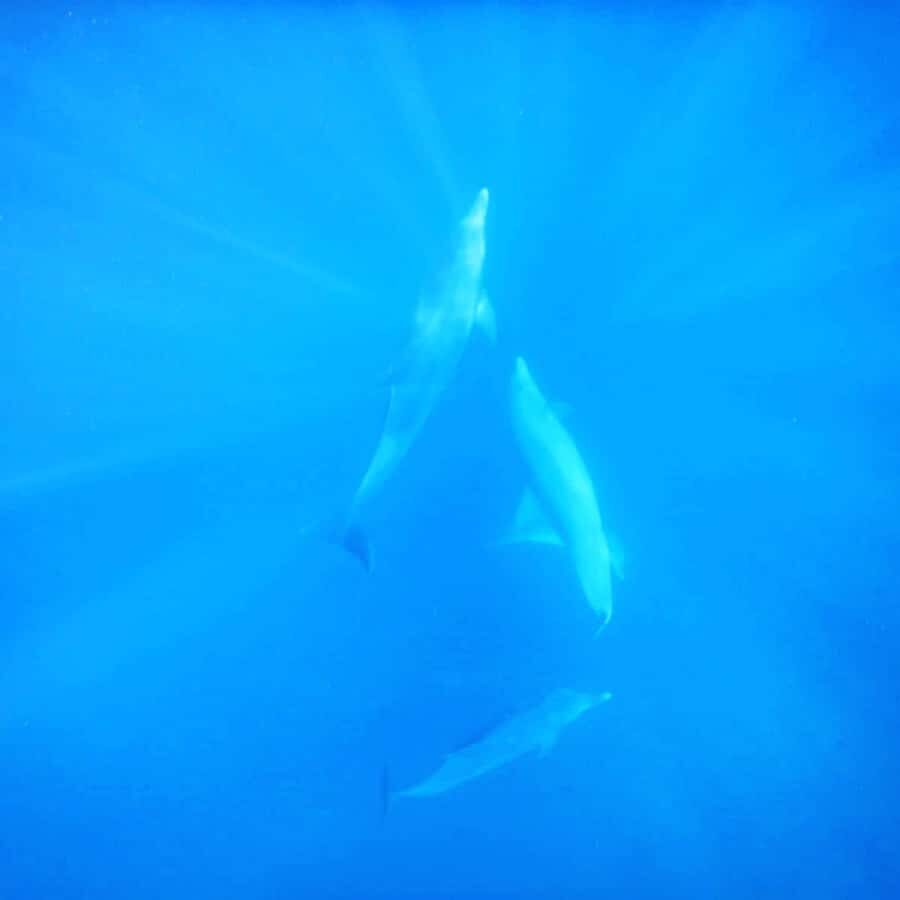 LE MORNE DOLPHINS SUNRISE TRIP - Duration and logistics: a morning that fits real life