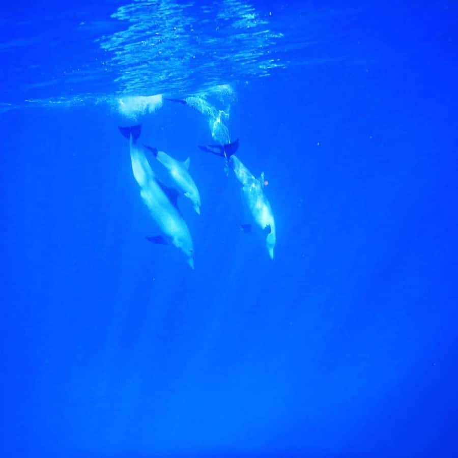 LE MORNE DOLPHINS SUNRISE TRIP - Who should book this sunrise dolphin and snorkel trip