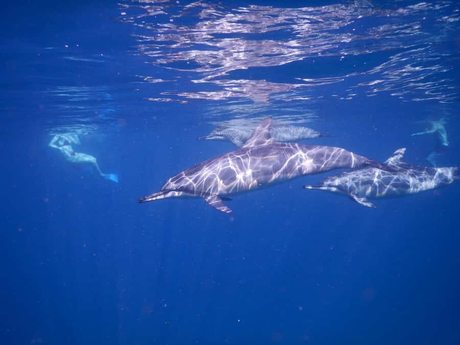LE MORNE DOLPHINS SUNRISE TRIP - Should you book the Le Morne Dolphins Sunrise Trip?