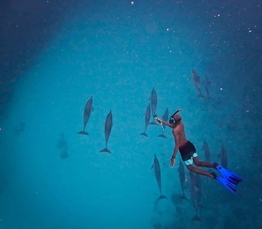 Le Morne: Private Boat Tour Dolphin-Watching & swimming - Your morning at Le Morne starts at Emba Filao