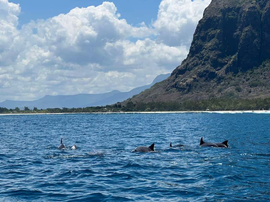 Le Morne: Private Boat Tour Dolphin-Watching & swimming - Swimming with a guide: the part that makes it feel real