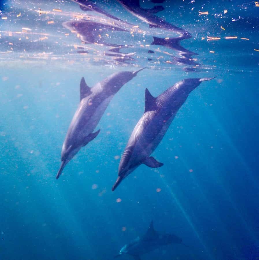 Le Morne: Private Boat Tour Dolphin-Watching & swimming - Timing and weather: what to expect when the sea changes