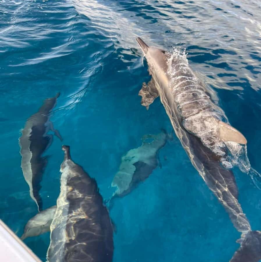Le Morne: Private Boat Tour Dolphin-Watching & swimming - Who this tour suits best
