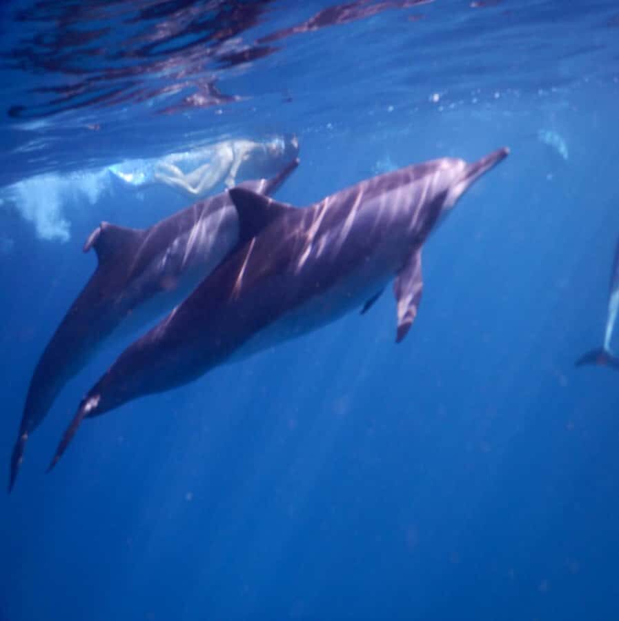 Le Morne: Private Boat Tour Dolphin-Watching & swimming - How the dolphin watching works: calm, respectful, and practical