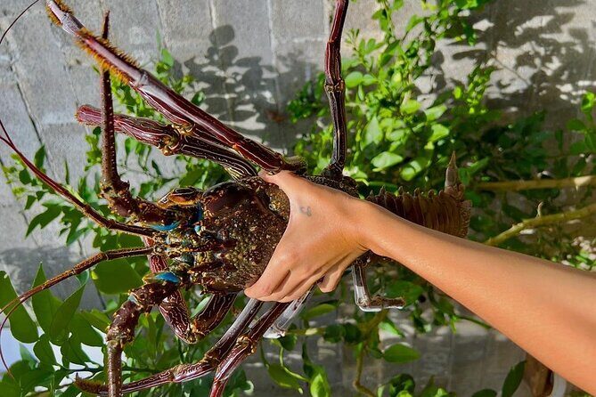 Lydia Boat Mauritius :Private boat tour:Whales&Dolphins encounter - Seafood lunch and BBQ: what you eat on Benitier Island depends on the closure