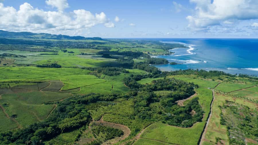 Mauritius: Bel Ombre Nature Reserve 4x4 Safari Adventure - The wildlife moment: spotting birds, bats, and deer-like sightings