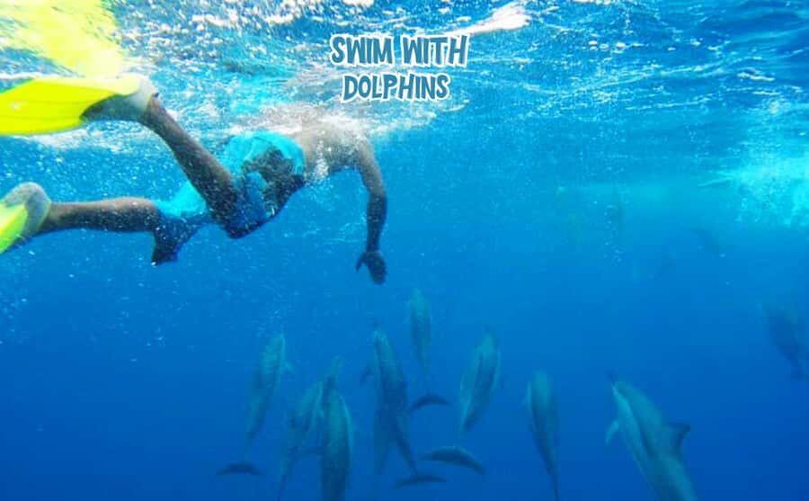 Mauritius: Benitier Island - Swim Dolphins - Speedboat & BBQ - Key points before you go
