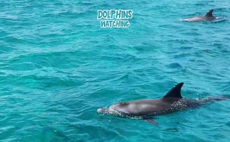 Mauritius: Benitier Island - Swim Dolphins - Speedboat & BBQ - Morning dolphin swim: what the experience aims to be (and what to watch)