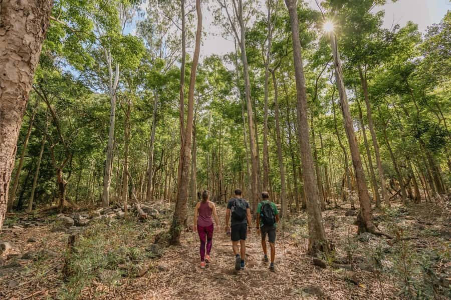 Mauritius: Black River Gorges National Park 3-Hour Hike - Black River Gorges in 3 hours: the value of a tight rainforest outing
