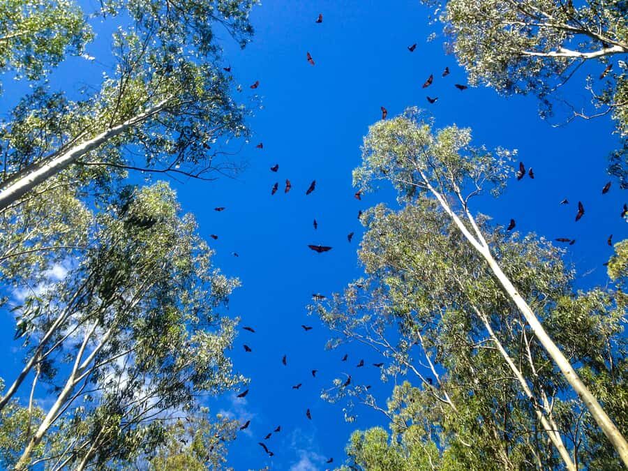 Mauritius: Black River Gorges National Park 3-Hour Hike - Who should book—and who should skip this hike