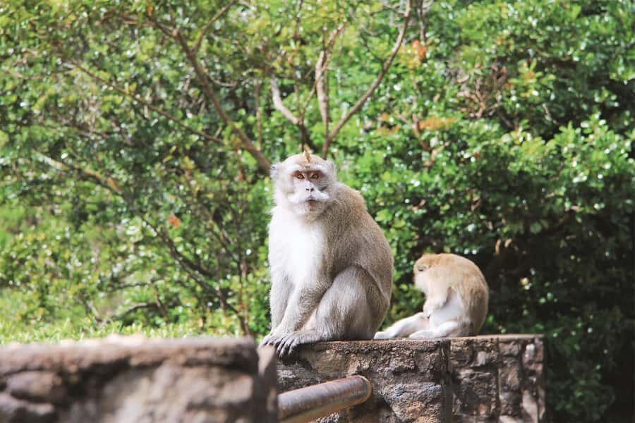Mauritius: Black River Gorges National Park 3-Hour Hike - Meeting at Riverview Commercial Centre and what to expect with a small group