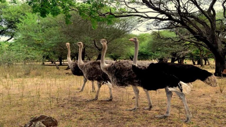 Mauritius: Casela Nature Parks Entrance Ticket with Transfer - FAQ