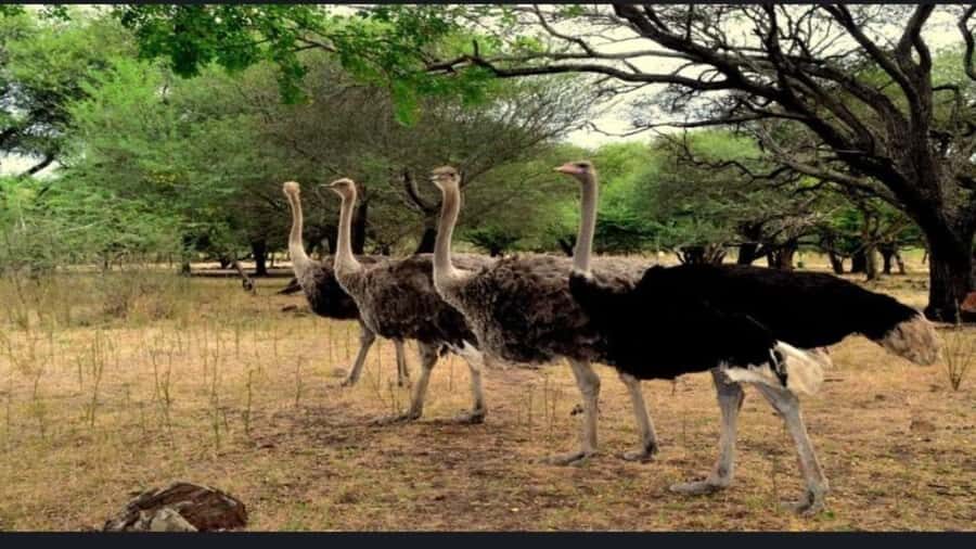 Mauritius: Casela nature parks & flic en flac beach - Zip line, quad biking, petting farm, and big cats: choose 1–2 big wins