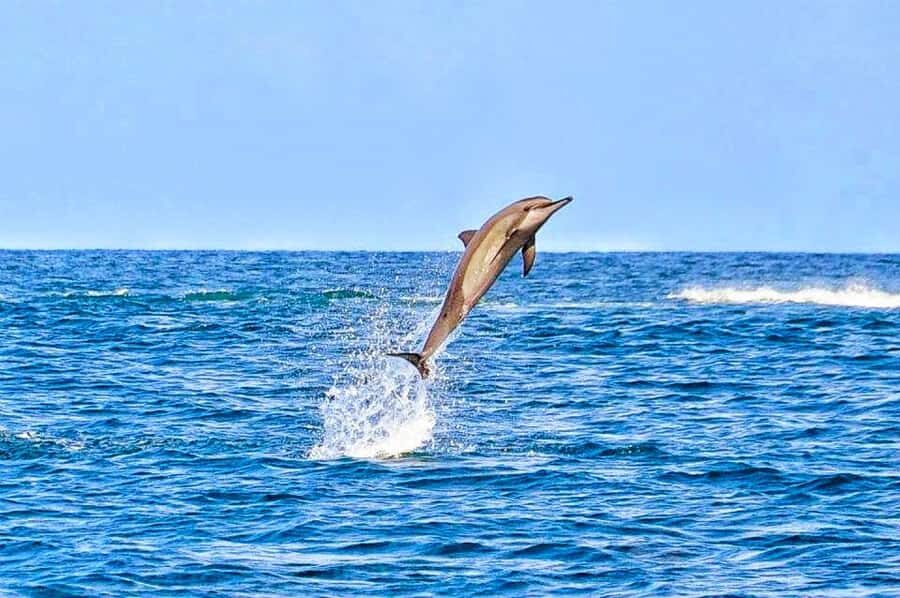 Mauritius Dolphin Encounter and Geographic Marvels Tour - Trou aux Cerfs crater walk: 600 meters up, 360 degrees worth it