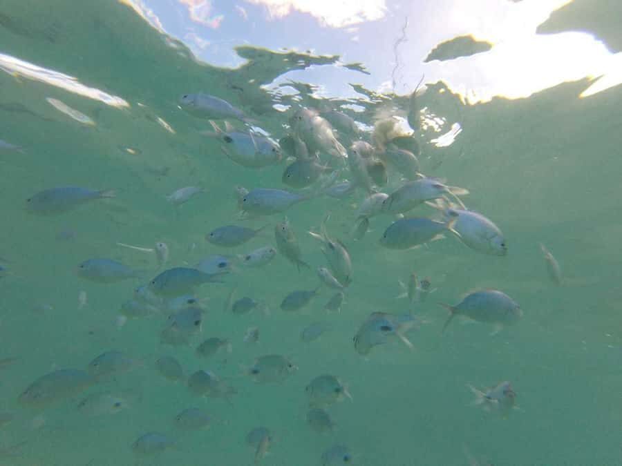 Mauritius: Dolphin Encounter, Trou aux Cerf and Grand Bassin - Key points that make this day trip worth it